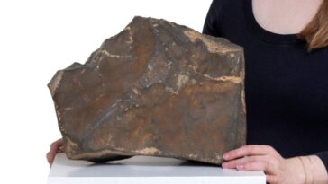 Enchères : la plus grande météorite martienne de 25 kg va provoquer une vente spectaculaire 12 NWA–16788, le plus grand météorite martien découvert. Crédit : Sotheby’s