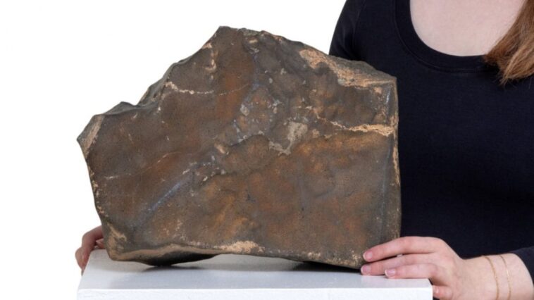 Enchères : la plus grande météorite martienne de 25 kg va provoquer une vente spectaculaire 1 NWA–16788, le plus grand météorite martien découvert. Crédit : Sotheby’s