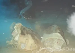 Ils ont jeté une vache au fond de la mer et ce qui est apparu a même surpris les scientifiques 30 Ils ont jeté une vache au fond de la mer et ce qui est apparu a même surpris les scientifiques
