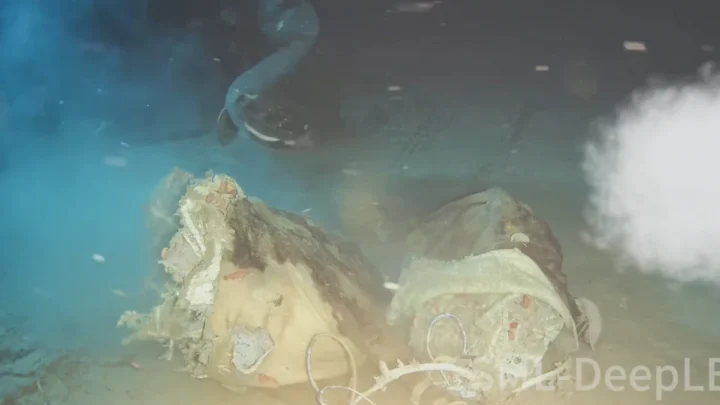Ils ont jeté une vache au fond de la mer et ce qui est apparu a même surpris les scientifiques 1 Ils ont jeté une vache au fond de la mer et ce qui est apparu a même surpris les scientifiques