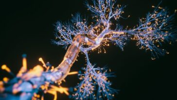 La maladie d'Alzheimer ne débute pas toujours de la même manière : quatre chemins d'apparition, des symptômes et des traitements qui varient 24 Image