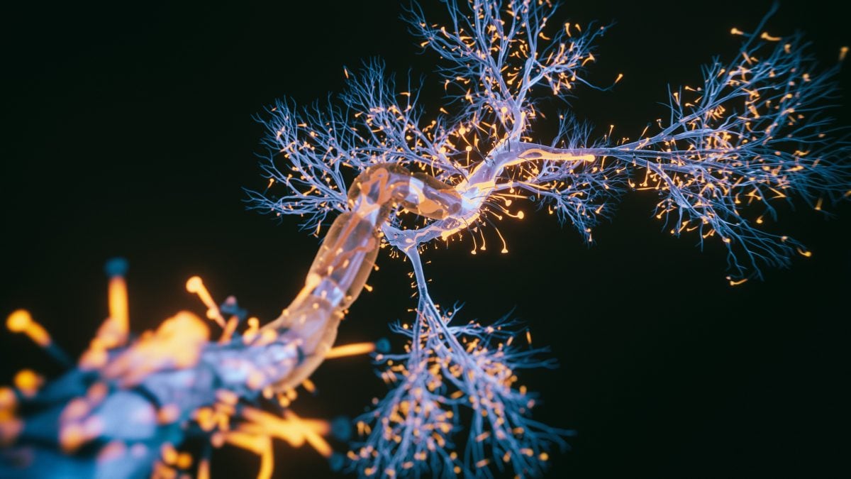 La maladie d'Alzheimer ne débute pas toujours de la même manière : quatre chemins d'apparition, des symptômes et des traitements qui varient 2 Image
