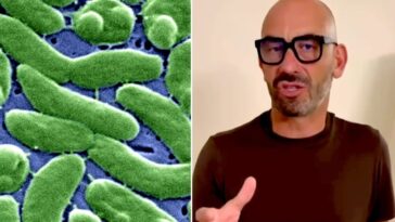 Le redoutable Vibrio vulnificus : découvrez ce pathogène et ses habitats selon Matteo Bassetti 2 Image