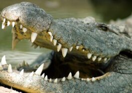 Les différences entre le crocodile, le caïman et l'alligator (et pourquoi le reptile de Ladispoli est en plastique) 69 Coccodrillo
