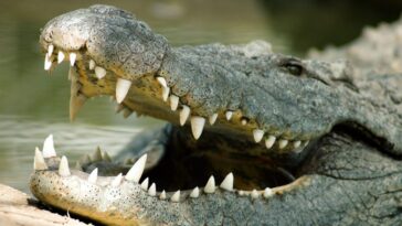 Les différences entre le crocodile, le caïman et l'alligator (et pourquoi le reptile de Ladispoli est en plastique) 27 Coccodrillo