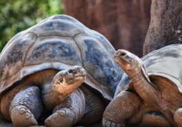 Deux tortues géantes des Galapagos