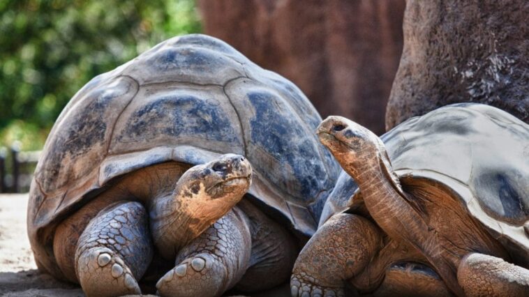 Les tortues détiennent le secret pour prévenir le cancer 1 Deux tortues géantes des Galapagos