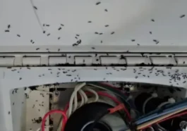 Menace invisible sous nos pieds : des super fourmis envahissent l'Europe et sèment le chaos