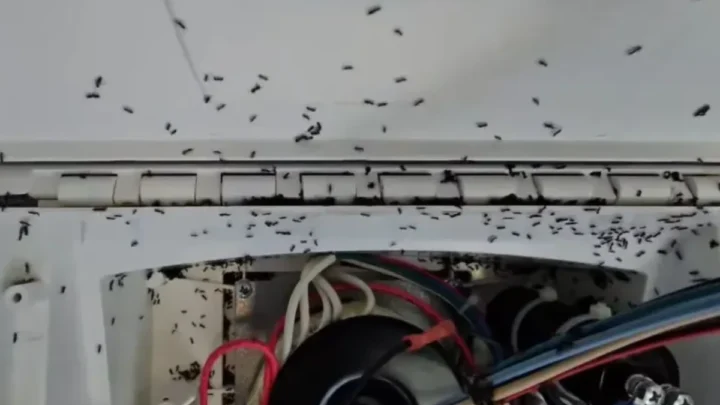 Menace invisible sous nos pieds : des super fourmis envahissent l'Europe et sèment le chaos 2 Menace invisible sous nos pieds des super fourmis envahissent.webp