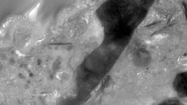 Mystère sur l'astéroïde Ryugu : la découverte d'un minéral étrange étonne les scientifiques 13 Credit: Université de Hiroshima/Masaaki Miyahara