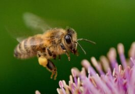 Pourquoi des chercheurs chinois transforment-ils les abeilles en cyborgs volants ?