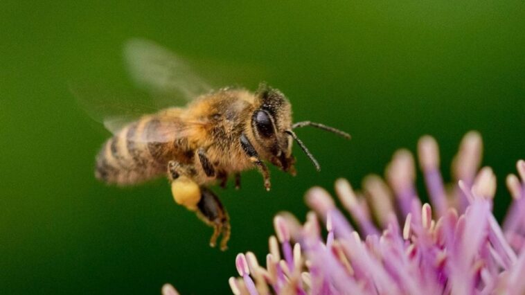 Pourquoi des chercheurs chinois transforment-ils les abeilles en cyborgs volants ? 1 Pourquoi des chercheurs chinois transforment-ils les abeilles en cyborgs volants ?