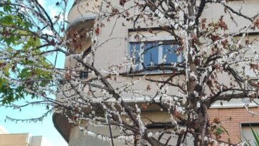 Que sont ces mystérieux cercles blancs qui apparaissent sur les arbres à Milan ? 8 Image