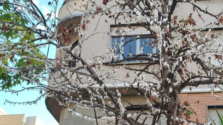 Que sont ces mystérieux cercles blancs qui apparaissent sur les arbres à Milan ? 1 Image