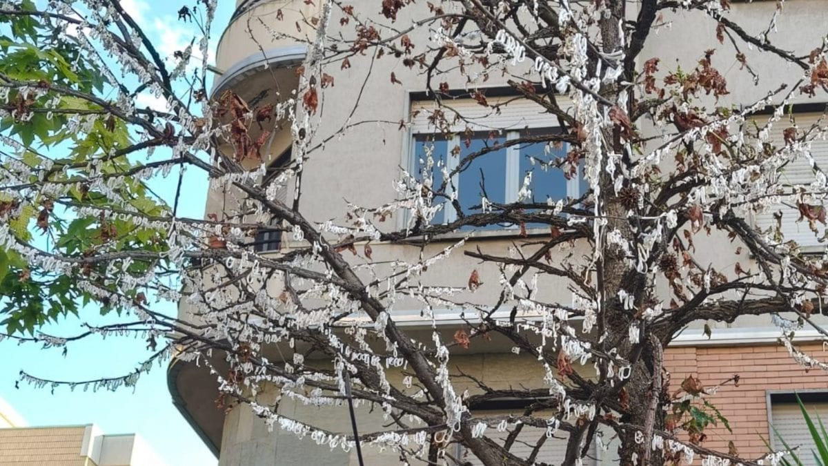 Que sont ces mystérieux cercles blancs qui apparaissent sur les arbres à Milan ? 2 Image