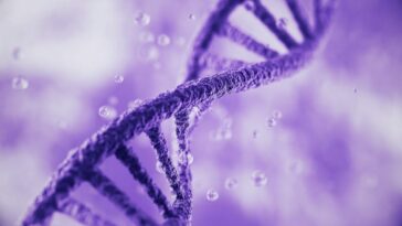 Qu'est-ce que l'ADN et pourquoi est-il toujours écrit en majuscules ? 24 La double hélice de la molécule de DNA