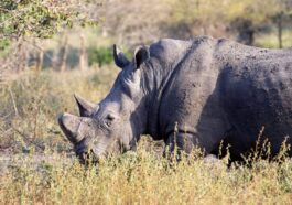 Safari éthique : quand l'émotion naît du respect pour les animaux, le récit de l'éthologue Chiara Grasso 13 Rinoceronte. Crédit : Daniela Rubino