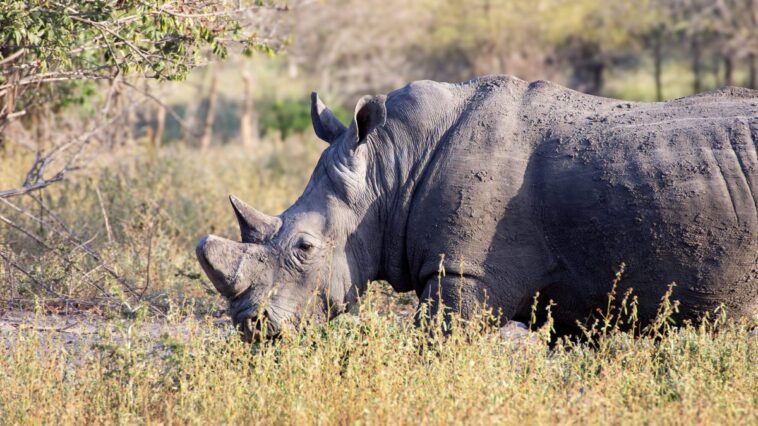 Safari éthique : quand l'émotion naît du respect pour les animaux, le récit de l'éthologue Chiara Grasso 1 Rinoceronte. Crédit : Daniela Rubino
