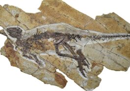 Le fossile de Pulaosaurus qinglong dans un excellent état de conservation. Crédit : PeerJ/Yang, King et Xu