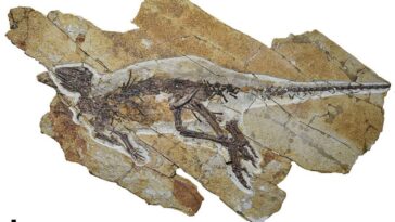 Un fossile exceptionnel révèle comment les dinosaures s’exprimaient : ils ne rugissaient pas comme dans Jurassic Park 4 Le fossile de Pulaosaurus qinglong dans un excellent état de conservation. Crédit : PeerJ/Yang, King et Xu