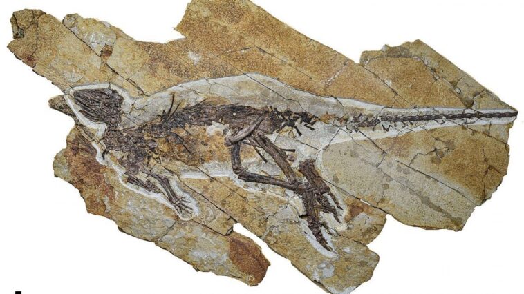 Un fossile exceptionnel révèle comment les dinosaures s’exprimaient : ils ne rugissaient pas comme dans Jurassic Park 1 Le fossile de Pulaosaurus qinglong dans un excellent état de conservation. Crédit : PeerJ/Yang, King et Xu