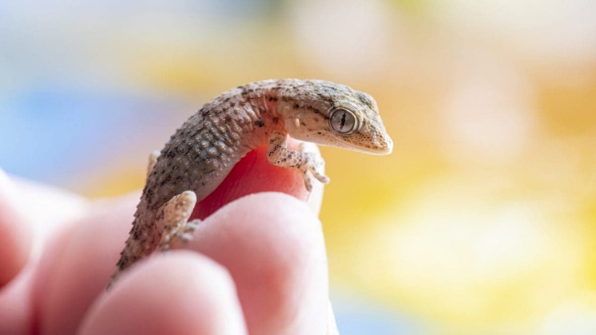 Une approche innovante de thérapie anticancéreuse inspirée des geckos : fonctionnement et efficacité démontrée contre les tumeurs 2 Image