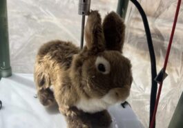 Un des lapins robots utilisés pour chasser les pythons birman dans les Everglades. Crédit : Robert McCleery / Université de Floride