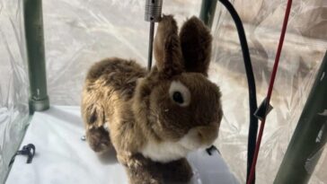 Une armée de lapins mécaniques contre un prédateur vorace qui menace la Floride 2 Un des lapins robots utilisés pour chasser les pythons birman dans les Everglades. Crédit : Robert McCleery / Université de Floride