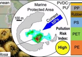 Mappa e particolare del corallo di C. caespitosa nella baia di Illa Grossa / Credit: Lars R., et al. Marine Pollution Bulletin 2025