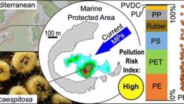 Une île méditerranéenne se transforme en piège à microplastiques : des niveaux jamais enregistrés auparavant 5 Mappa e particolare del corallo di C. caespitosa nella baia di Illa Grossa / Credit: Lars R., et al. Marine Pollution Bulletin 2025
