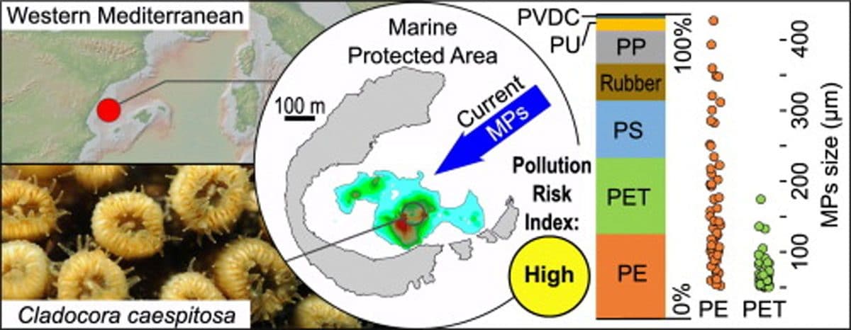 Une île méditerranéenne se transforme en piège à microplastiques : des niveaux jamais enregistrés auparavant 2 Mappa e particolare del corallo di C. caespitosa nella baia di Illa Grossa / Credit: Lars R., et al. Marine Pollution Bulletin 2025