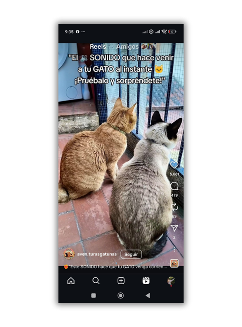voir reels app instagram