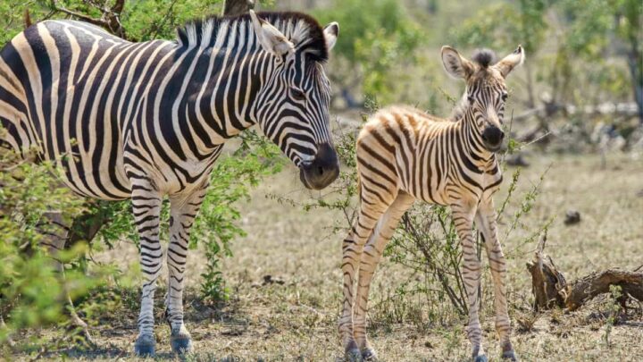 Pourquoi des scientifiques ont-ils peint des vaches avec des rayures de zèbre ? 3 Deux zèbres