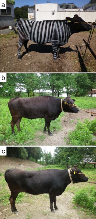 Pourquoi des scientifiques ont-ils peint des vaches avec des rayures de zèbre ? 4 Exemples de vaches expérimentales avec/ sans rayures peintes