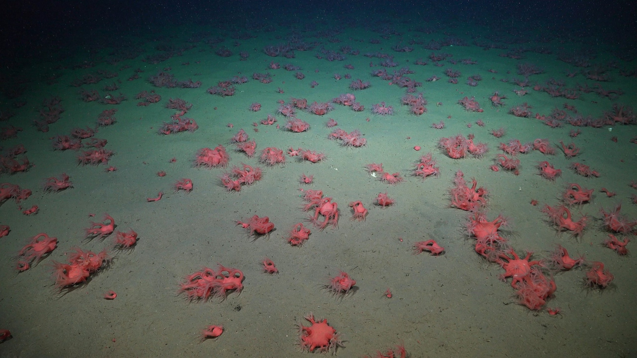 Une étendue de coraux au fond du canyon. Crédit : ROV SuBastian/Schmidt Ocean Institute