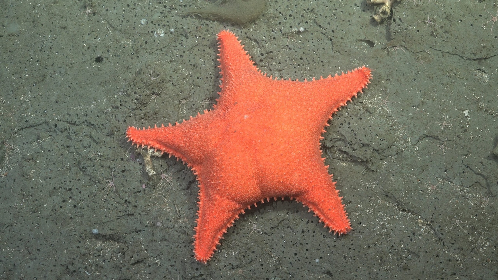 L'étoile de mer qui rappelle Patrick Étoile de Spongebob. Crédit : ROV SuBastian/Schmidt Ocean Institute