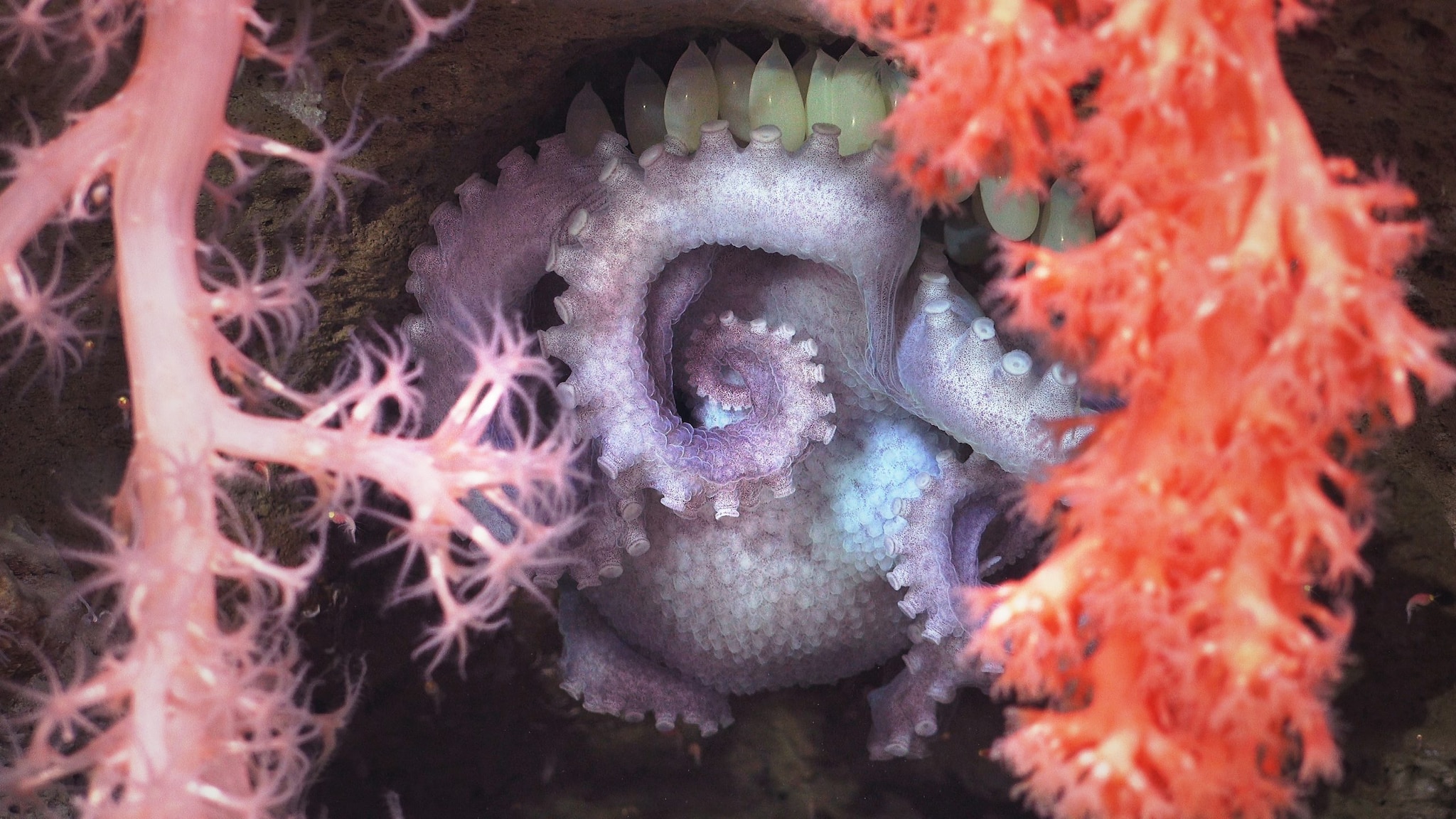 Mère poulpe protège les œufs. Crédit : ROV SuBastian/Schmidt Ocean Institute