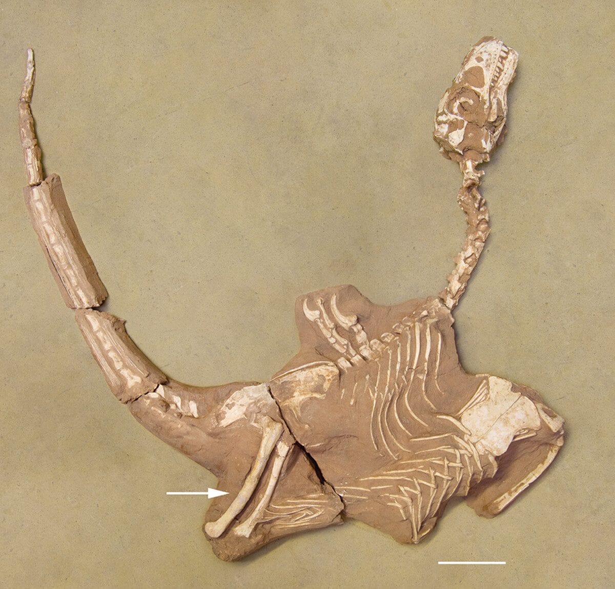Fossile complet. Crédit : Historical Biology