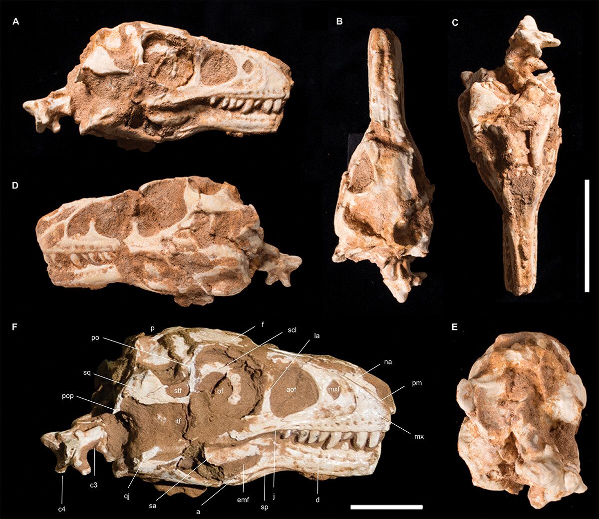 Le crâne du dinosaure. Crédit : Historical Biology