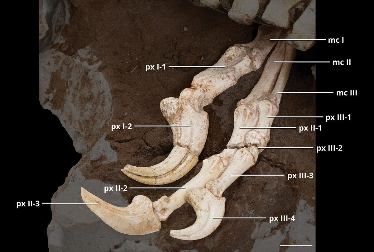 Détail des membres. Crédit : Historical Biology