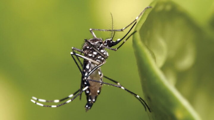 La solution de Hong Kong pour lutter contre le chikungunya : des chiens robots 3 Virus du chikungunya