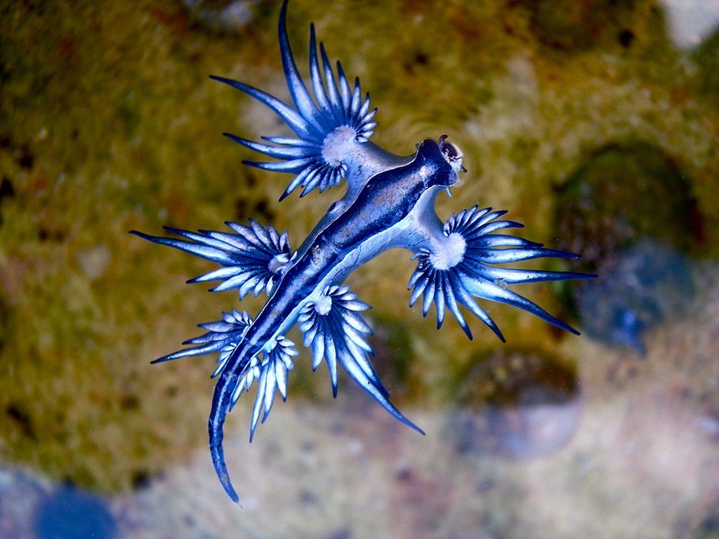 Apparition des drags bleus en Espagne : que sont-ils et pourquoi les plages ont-elles été fermées ? Explications d'un expert 3 Crédit : Sylke Rohrlach / wikipedia