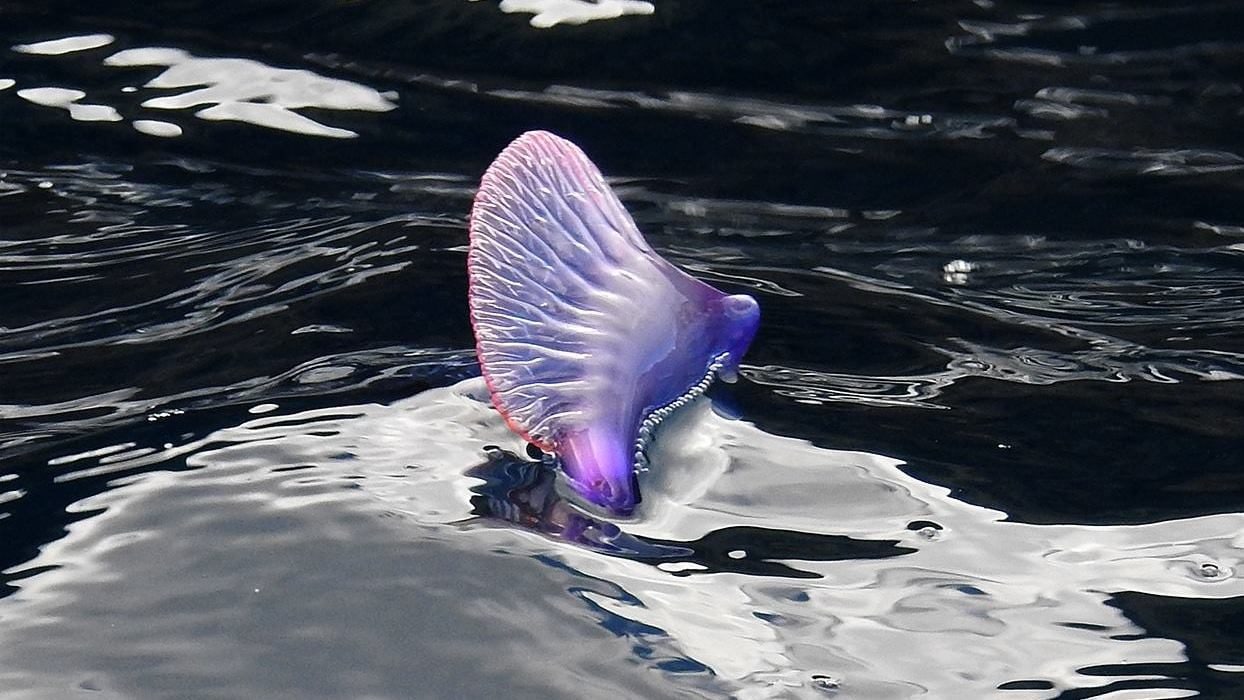 Apparition des drags bleus en Espagne : que sont-ils et pourquoi les plages ont-elles été fermées ? Explications d'un expert 4 Caravelle portugaise. Crédit : Andrea Centini