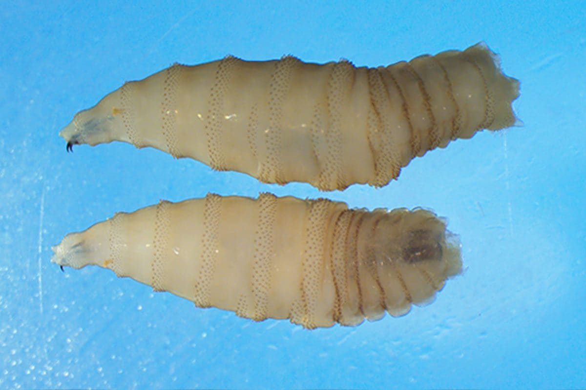 La larve carnivore de Cochliomyia hominivorax : découvrez où se cache cette mouche parasitaire qui menace l'homme 3 Larves de Cochliomyia hominivorax, une espèce de mouche parasite infestant les tissus vivants des animaux et des humains / Crédit : CDC