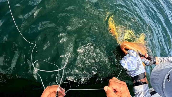 1756306605 571 Un requin orange etonne les pecheurs une combinaison genetique