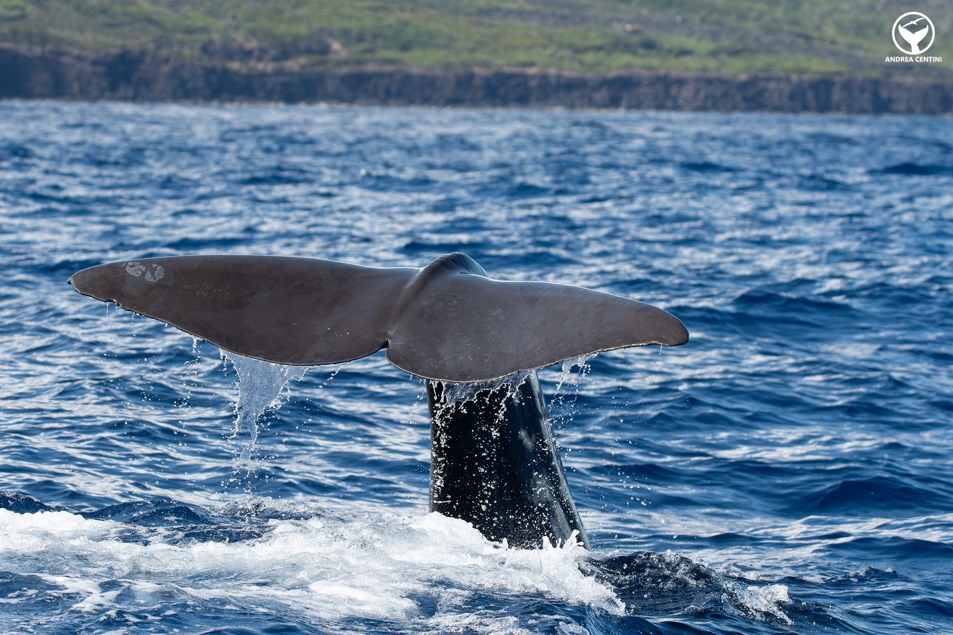 Nous avons été témoins de l'allaitement des cachalots dans l'Océan Atlantique : une rencontre captivante aux Açores 4 La pinna caudale d'un capodoglio préparée pour une plongée profonde.