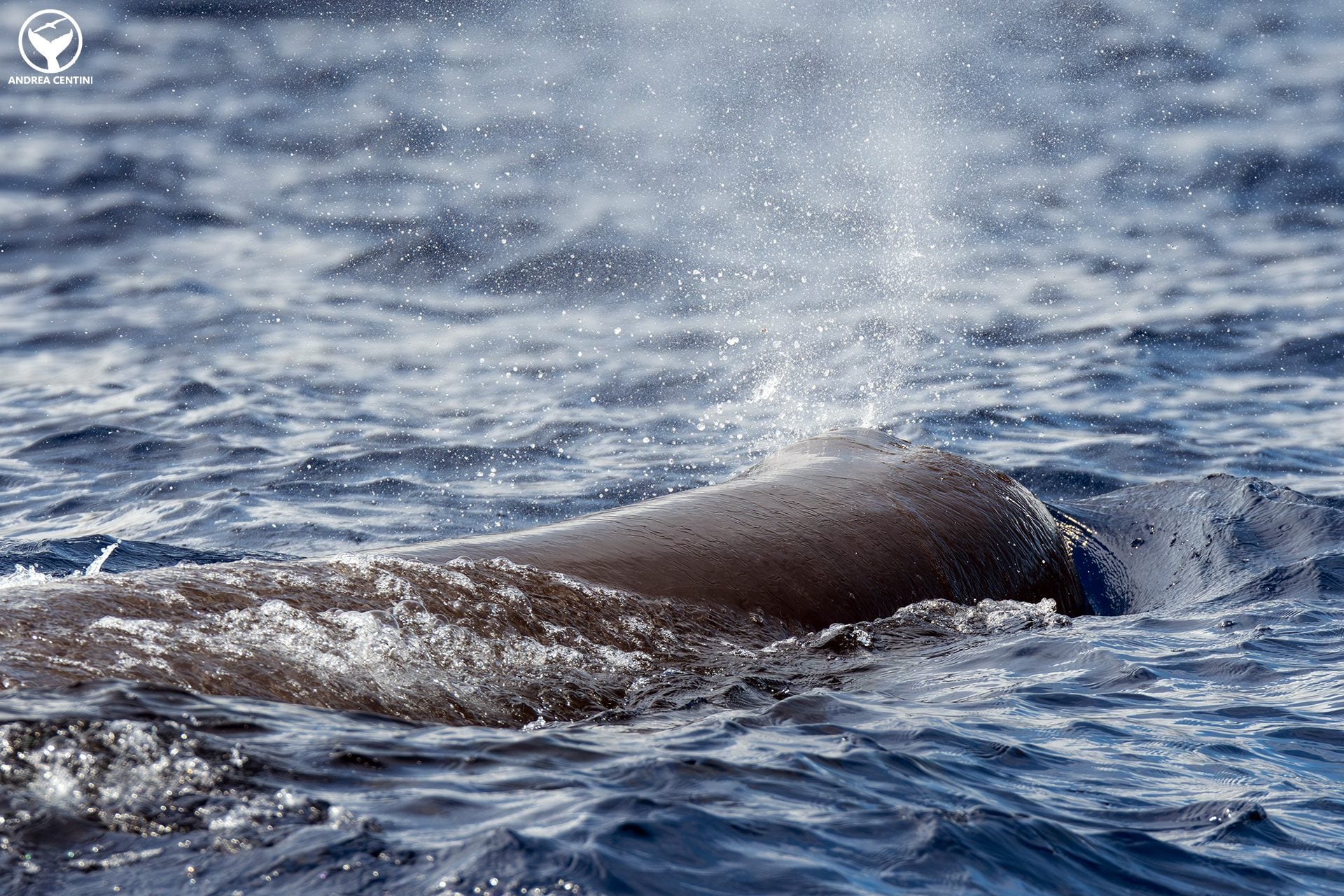Nous avons été témoins de l'allaitement des cachalots dans l'Océan Atlantique : une rencontre captivante aux Açores 3 Le souffle oblique d'un capodoglio.