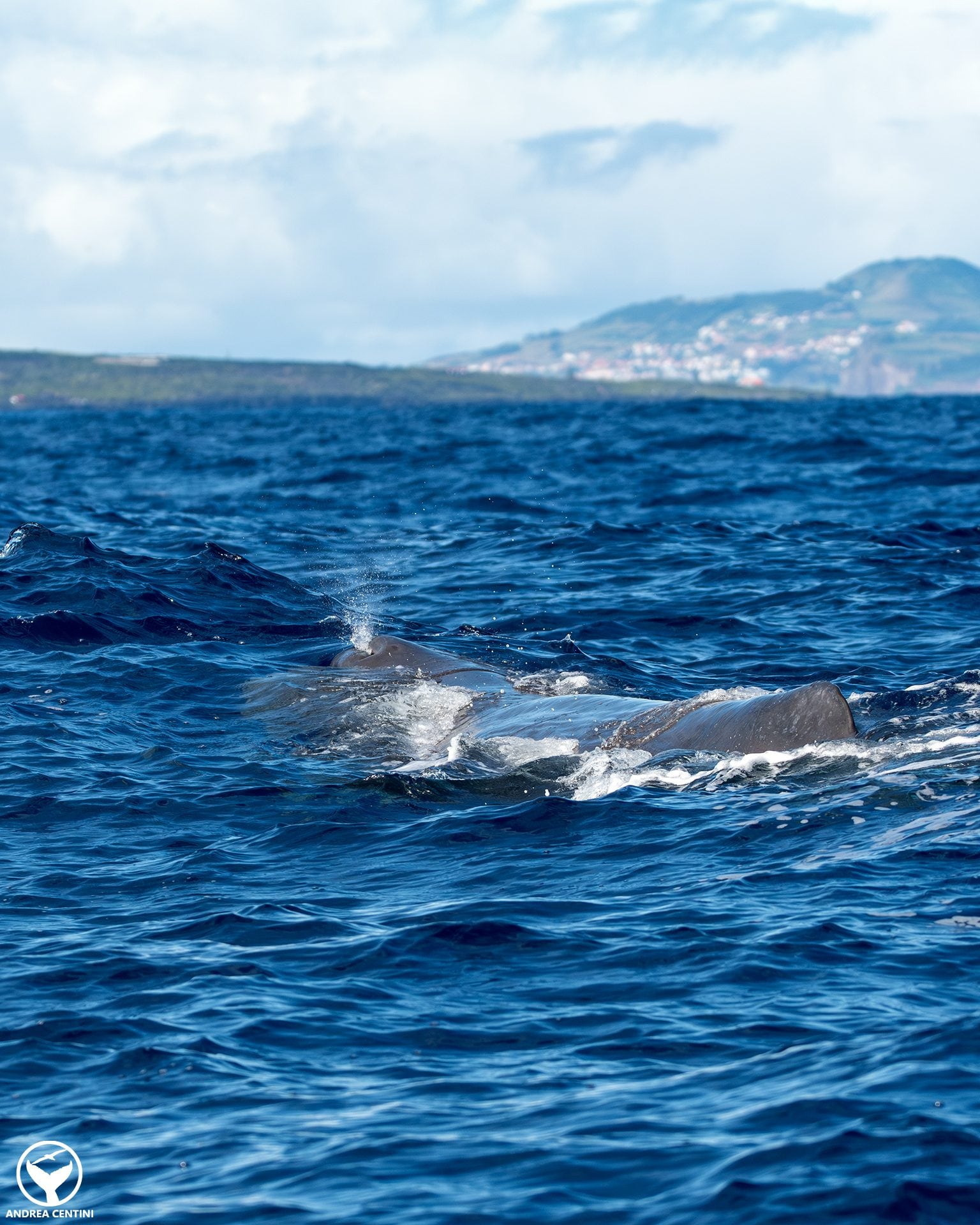 Nous avons été témoins de l'allaitement des cachalots dans l'Océan Atlantique : une rencontre captivante aux Açores 5 Un grand capodoglio.
