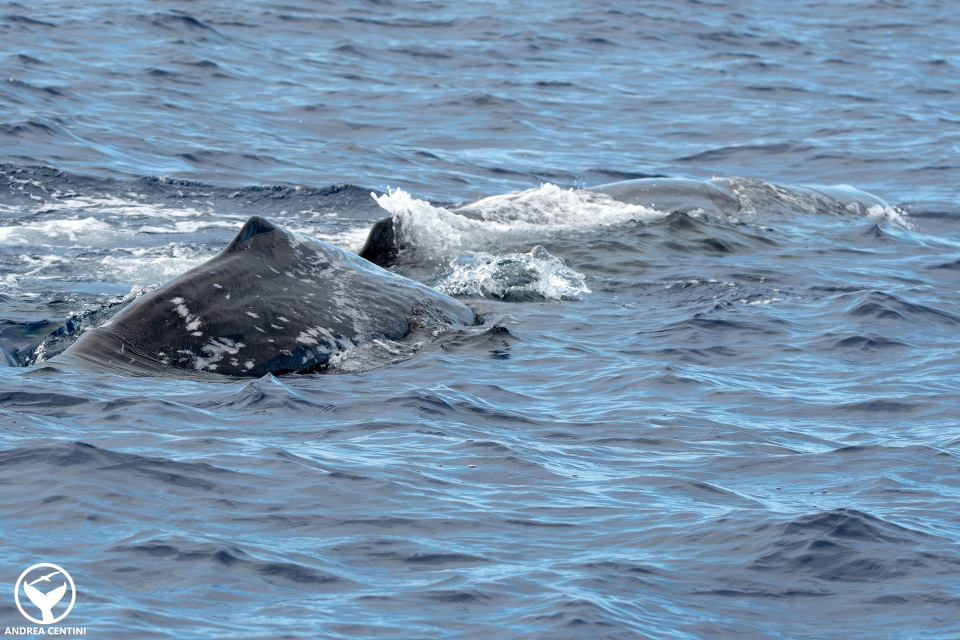 Nous avons été témoins de l'allaitement des cachalots dans l'Océan Atlantique : une rencontre captivante aux Açores 6 Le petit capodoglio engagé dans le 'peduncle diving' associé à l'allaitement.