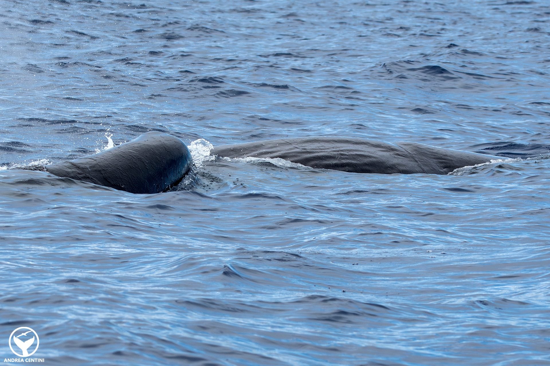 Nous avons été témoins de l'allaitement des cachalots dans l'Océan Atlantique : une rencontre captivante aux Açores 7 Le petit et la femelle.